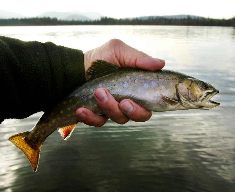 Brook trout rely on cold, clean water, and an EPA proposal to limit pollution from power plants will help them survive, says a Master Maine Guide.