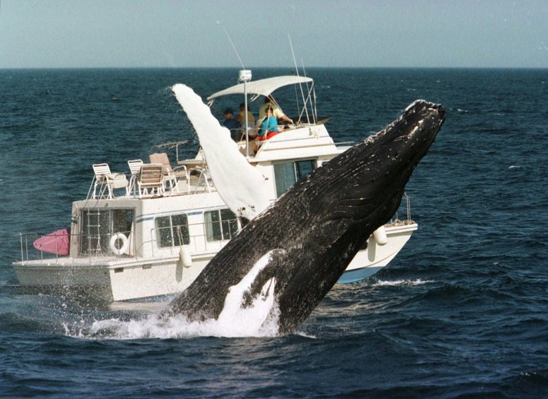 A humpback whale breaches past a boat in the waters of Stellwagen Bank off the coast of Massachusetts in 1998. The Whale Research Center of New England has made a comeback.