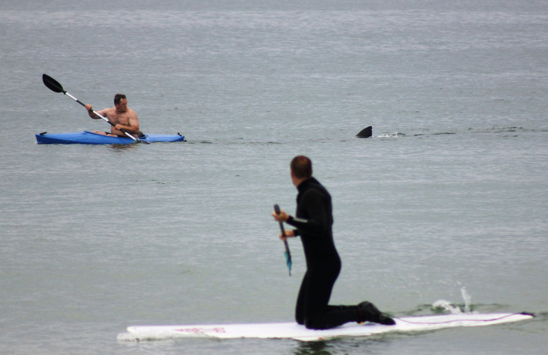 Walter Szulc Jr., in kayak at left, looks back at an approaching shark’s dorsal fin in Orleans, Mass., on Saturday. He then “paddled very fast” for the shore. No injuries were reported.
