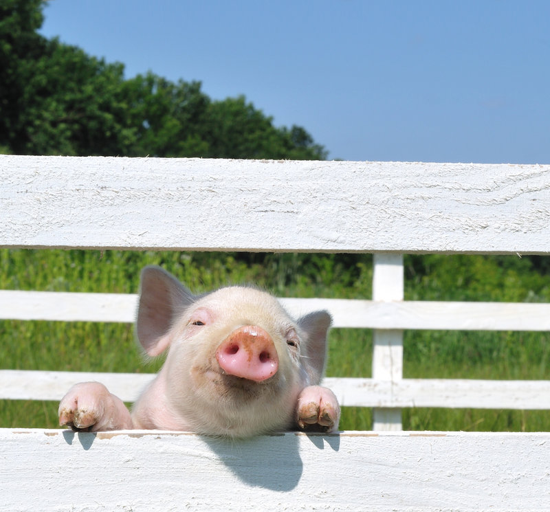 There will be pigs – and a pig scramble – along with other livestock, events and exhibits at the annual Ossipee Valley Fair, opening today and continuing through Sunday at the fairgrounds in South Hiram.