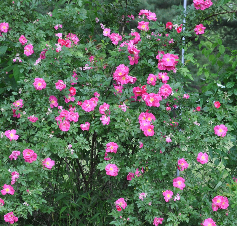 William Baffin roses are one of the Canadian Explorer series of black spot-resistant varieties.