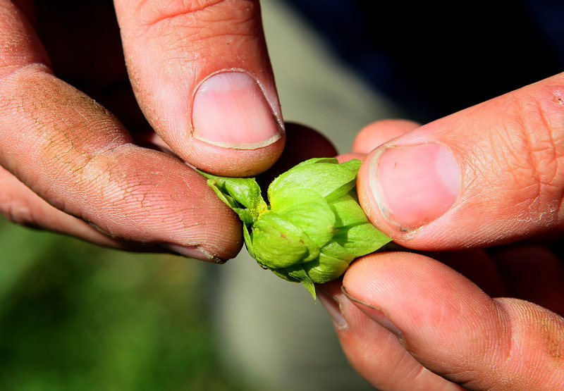 A grower holds a hop cone, which provides an important ingredient in brewing beer.