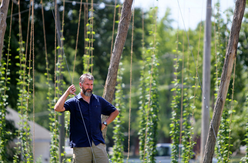 Matt McCarroll, a chemistry professor at Southern Illinois University, checks out his hops plants near Murphysboro, Ill. “The real challenge is mildew and pests,” he says.
