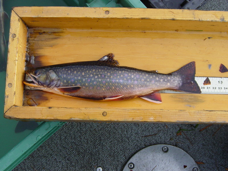 State biologists are hoping to use wild brook trout, such as the one above, from Sourdnahunk Lake to create a new hatchery strain for Baxter State Park.