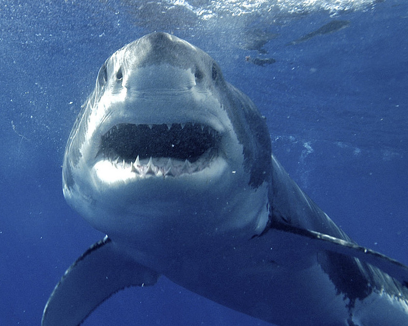 A great white shark is pictured near Guadalupe Island, 150 miles off Mexico's Baja California peninsula.