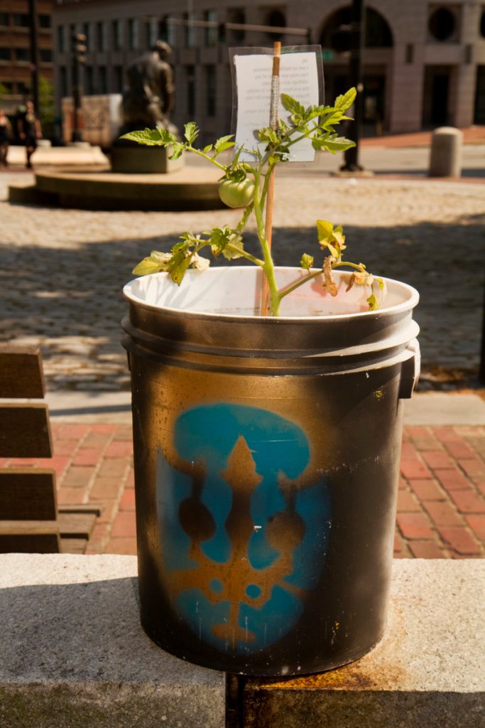 A tomato plant sits outside the Nickelodeon theater on Temple Street on Friday. The plants appear with notes urging people to water them and eat their fruit when it ripens.