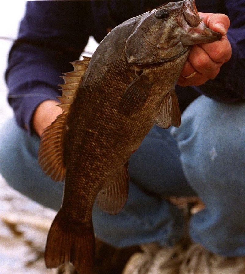 Smallmouth bass, like this catch, are great attractions for anglers in some of Maine’s rivers, which have scenic views, easy boating access and aren’t very crowded.