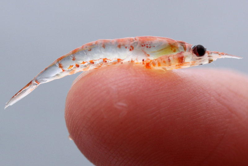 Krill, the shrimplike organisms that whales eat, have been plentiful in recent years, luring whales closer to the California shore.