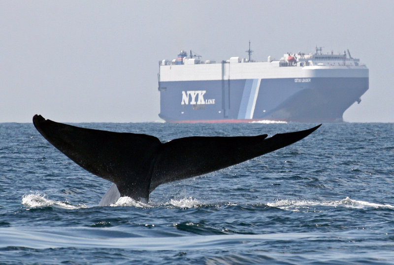 A blue whale is shown near a cargo ship in the Santa Barbara Channel, off the California coast, in 2008. Whales have been feeding off the coast in record numbers in recent years, raising their risk of colliding with large ships coming in and out of San Francisco Bay.