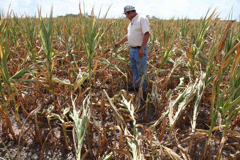 David White, 53, a farmer since he was 13, looks over his drought-stricken corn crop in Geff, Ill., on Monday. Little rain and long-lasting heat has dried up his land, forcing him to declare this year a “total loss.”