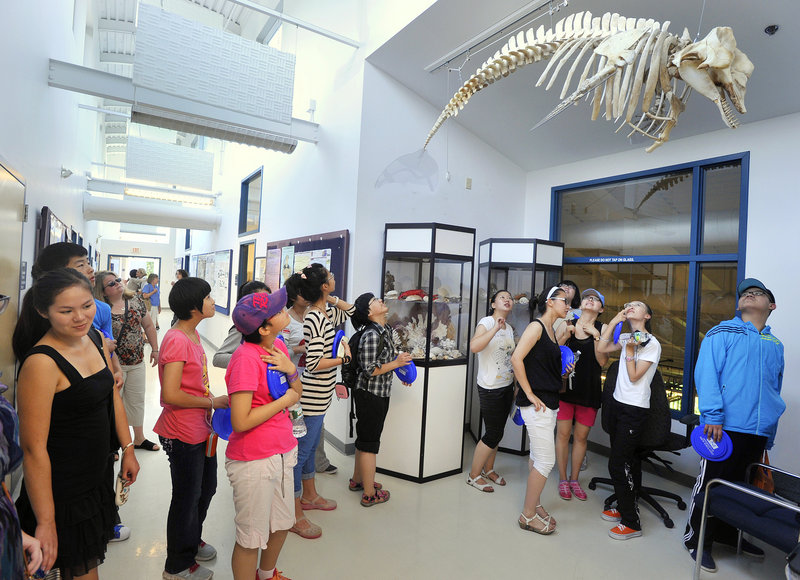 A group of students from China examines the skeleton of an adult pygmy whale suspended from the ceiling of the University of New England’s Marine Animal Rehabilitation Center in Biddeford during their tour this week. Kennebunk High School Principal Susan Cressey said she hopes the school is able to host international students as early as the fall of 2013.