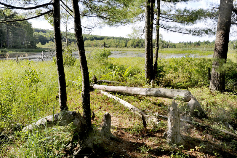 Beaver cuttings line the shore of a pond in the Suckfish Brook Conservation Area. The beaver pond, woods and bog are home to an array of wildlife, and the wetlands, which absorb nutrients, play a key role in protecting nearby Highland Lake.