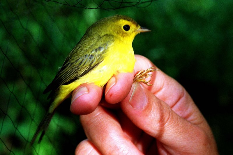 The author’s ability to identify a Wilson’s warbler, shown here, on a Nova Scotia ferry stemmed from an encounter he had with the bird six years earlier, he says.