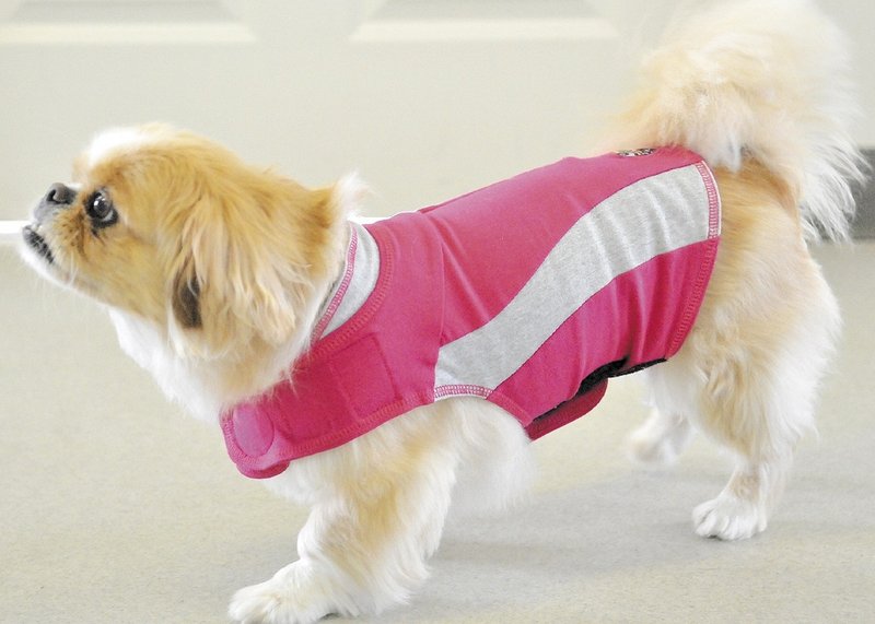 Phoebe, a Pekingese, models a Thundershirt at the Small Animal Hospital in Winslow. Some vets say the shirt has a calming affect on dogs suffering from anxiety because of loud noises.