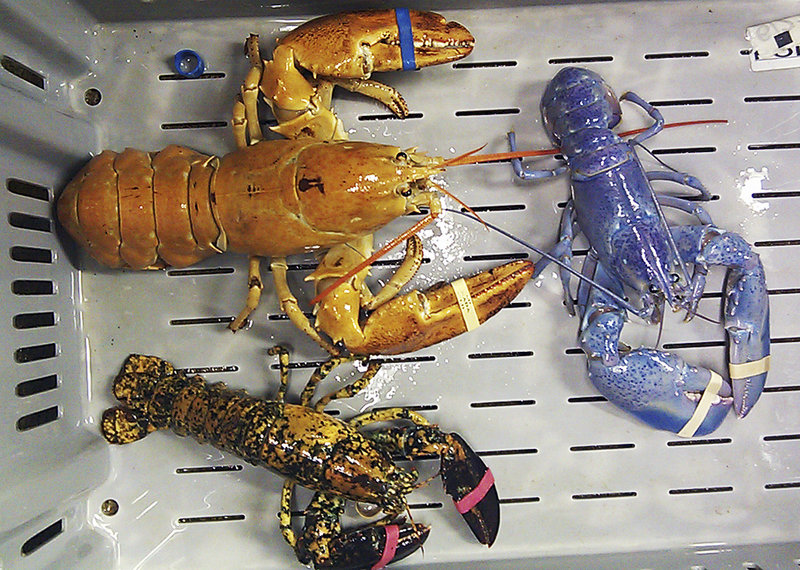 A bright orange, a bright blue and a calico lobster at New Meadows Lobster in Portland last month.