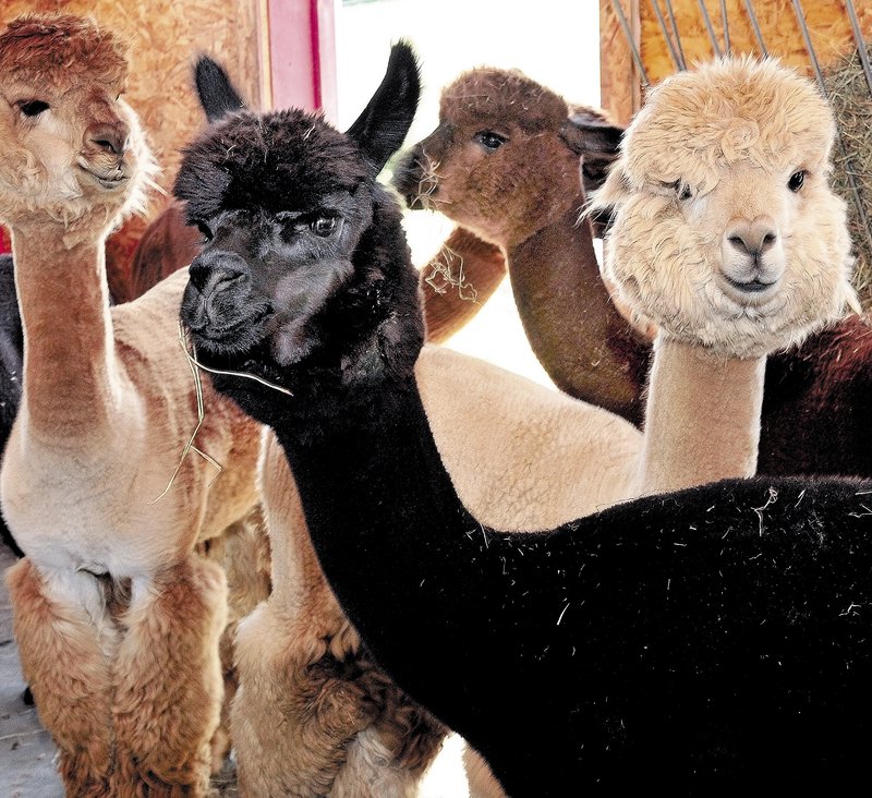 The docile faces of alpacas look at visitors at the Misty Acres Alpaca Farm in Sidney during Open Farm Day on Sunday.