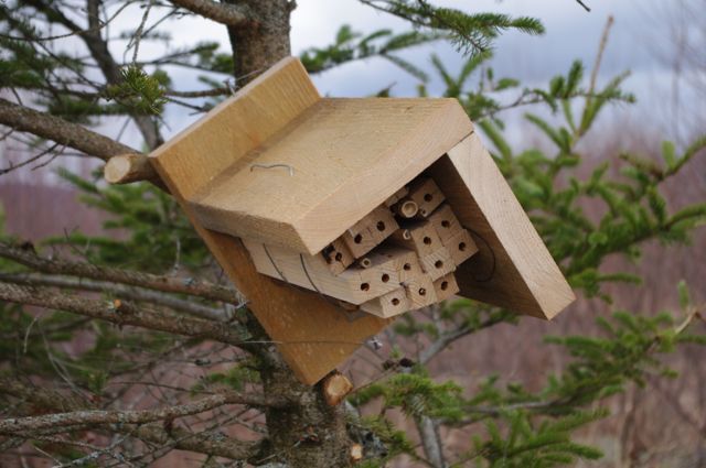 Organic blueberry grower Doug Van Horn is using varied nesting box designs for the small wild pollinators.