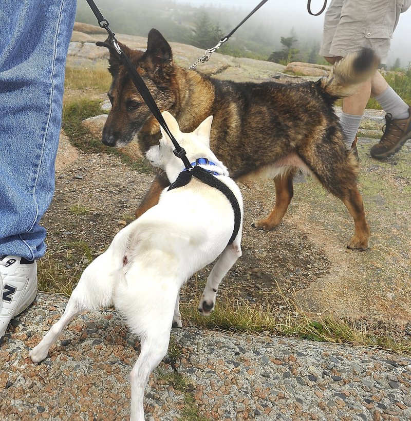 Dogs make contact during a walk in Acadia National Park last summer. Peaks Island has a leash law, but the continuing lack of compliance and enforcement has resulted in attacks on people and other animals, a reader says.