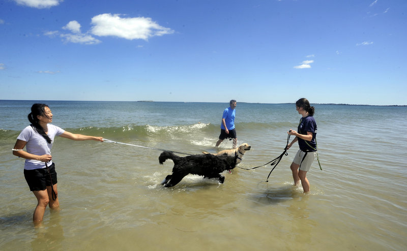 Sasparilla, a Newfoundland puppy on a leash held by Inchieh Chen, left, of Kennebunk, runs over to Curly, a yellow lab on a leash held by Shannan Hall-Nutting of Saco at Bayview Beach Wednesday. Hall-Nutting said it would be unfortunate to lose beach access for dogs.