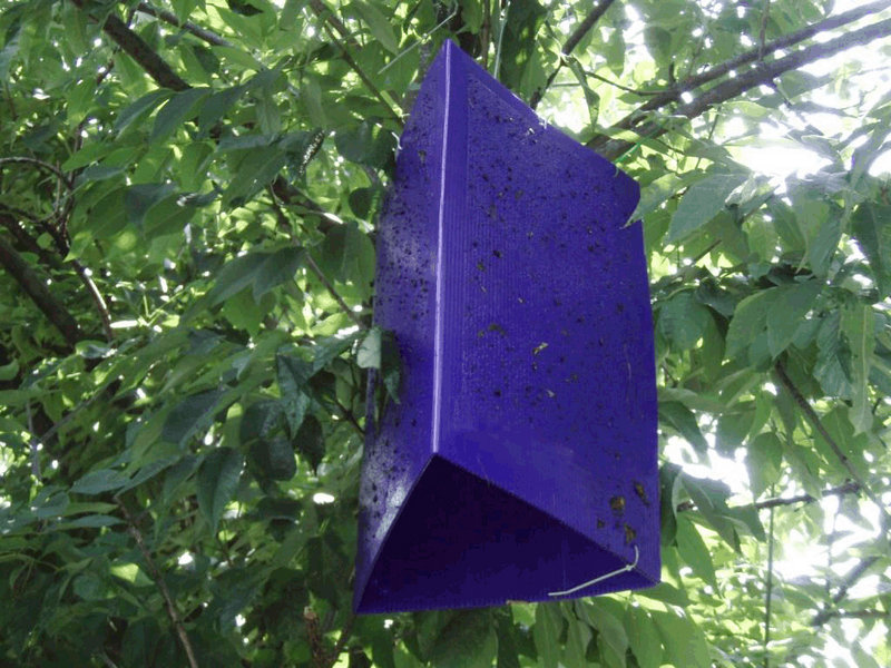 State forestry officials have hung about 1,000 of these purple traps around Maine to capture the emerald ash borer.