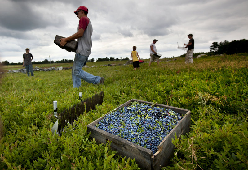 Workers harvest wild blueberries in Appleton. Maine is the country’s top wild blueberry state, and this year’s harvest could be the largest since 2000, growers say.