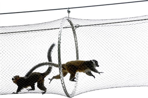 Mongoose lemurs run on a protected path above a walkway at Philadelphia Zoo Monday, Aug. 20, 2012, in Philadelphia. The zoo is in the process of building a trail network that will allow animals from similar habitats to travel among the exhibits. (AP Photo/Matt Rourke)