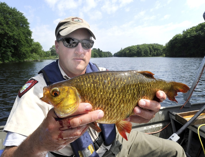 Fisheries specialist Scott Davis holds a large rudd, an invasive fish he caught June 21 in Cobbosseecontee Lake in Winthrop.