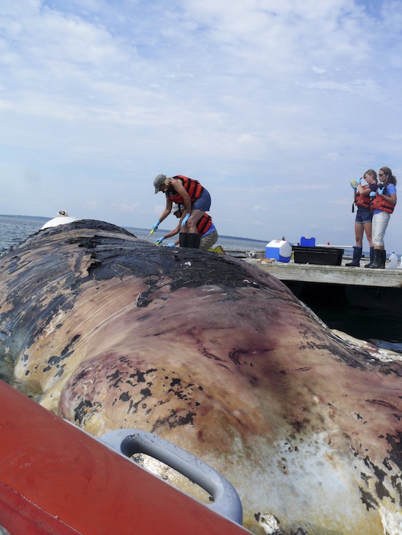 On Tuesday, Aug. 14, a male sperm whale, estimated at 50 feet was towed to an offshore dock near the College of the Atlantic. The whale was found dead and floating off of Schoodic Point by a local fisherman. Allied Whale, the marine mammal research program of College of the Atlantic, was subsequently contacted. Allied Whale is authorized by NOAA Fisheries to respond to all marine mammal strandings from Rockland, Maine north to the Canadian border. Marine mammals are federally protected animals in the United States. College of the Atlantic crew gather data on the sperm whale.