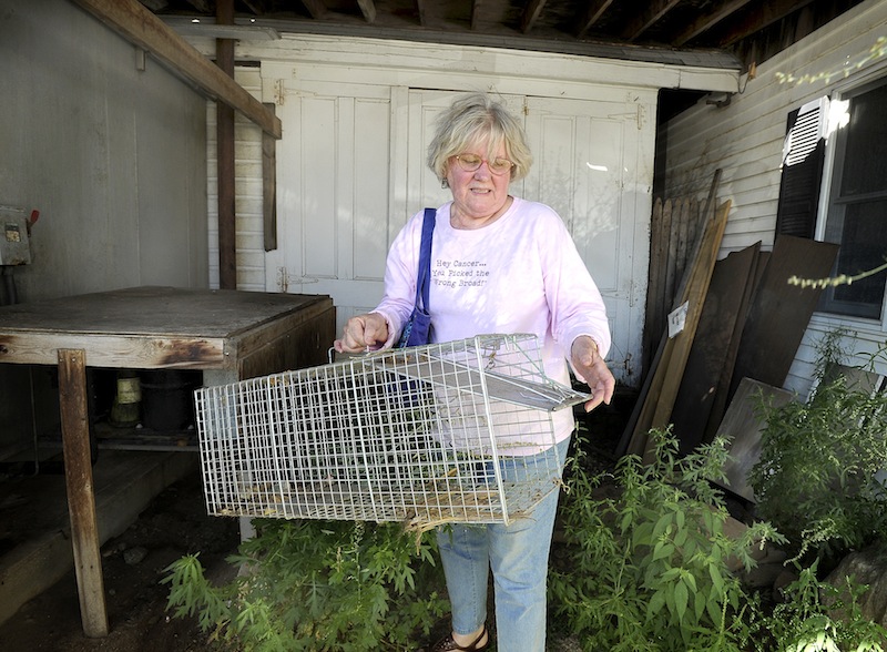 Dr. Eleanor Saboski removes an empty trap alongside a outbuilding at the Wormwoods Restaurant at Camp Ellis in Saco on Wednesday, August 29, 2012. The trap was used to catch and release over 60 feral cats over a two-year period at Camp Ellis.