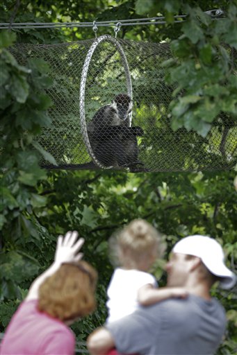 Visitors to the Philadelphia Zoo look at a red-capped mangabey sitting in a protected path Monday, Aug. 20, 2012, in Philadelphia. The zoo is in the process of building a trail network that will allow animals from similar habitats to travel among the exhibits. (AP Photo/Matt Rourke)