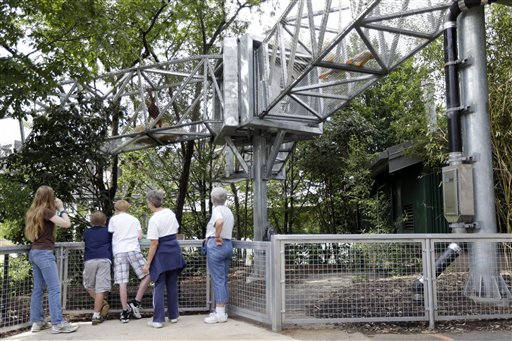 Visitors to the Philadelphia Zoo look at a young orangoutang climbing in a protected path Monday, Aug. 20, 2012, in Philadelphia. The zoo is in the process of building a trail network that will allow animals from similar habitats to travel among the exhibits. (AP Photo/Matt Rourke)