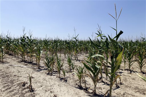Drought-damaged corn is seen in a field in Westfield, Ind., Wednesday, Aug. 1, 2012. More than half of U.S. counties now are classified by the federal government as natural disaster areas mostly because of the drought. The U.S. Agriculture Department on Wednesday added 218 counties in a dozen states as disaster areas. That brings this year's total to 1,584 in 32 states, more than 90 percent of them because of the drought. (AP Photo/Michael Conroy)