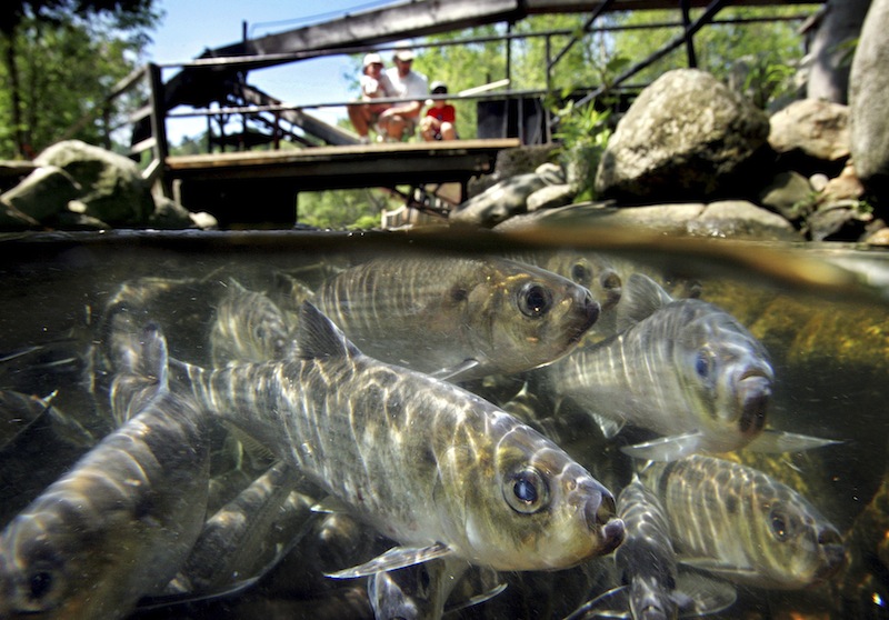 In this June 4, 2005 file photo, alewives congregate in the Damariscotta Mills fishway, in Nobleboro, Maine. State attorney general William Schneider informed the Environmental Protection Agency Wednesday, Aug. 8, 2012 that the state is committed to a plan that would allow alewives into the St. Croix River above the Grand Falls dam that blocks their passage — but only in a controlled manner. (AP Photo/Robert F. Bukaty, File)