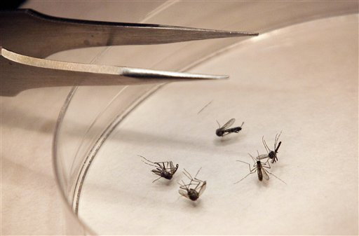In this Aug. 16, 2012 file photo, mosquitos are sorted at the Dallas County mosquito lab in Dallas. West Nile virus has been found in a mosquito sample from the southern Maine town of Standish. (AP Photo/LM Otero, File)