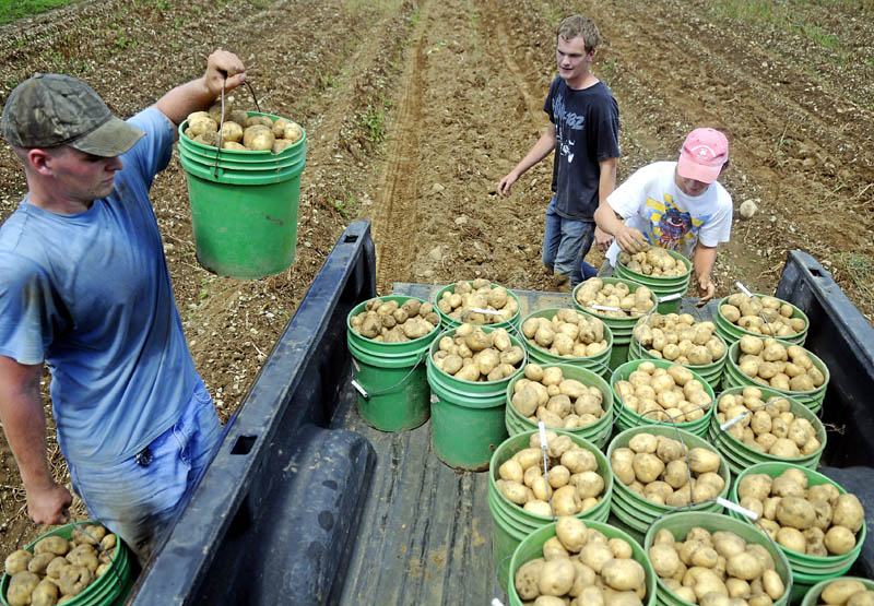 Joshua Craft, left, Mitchell Nemeth and Ryan Beaulieu stack potatoes they harvested at the Seaman Farm in Litchfield in August. Maine farmers have been urged to apply for federal disaster funds.