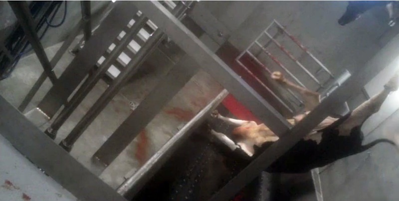 This still image made from video provided by Compassion Over Killing, appears to show workers at a Central California slaughterhouse bungling the slaughter of cows. Federal regulators shut down the slaughterhouse Tuesday, Aug. 21, 2012, after receiving the animal welfare video, and are investigating whether beef from sick cows reached the human food supply. (AP Photo/Compassion Over Killing)