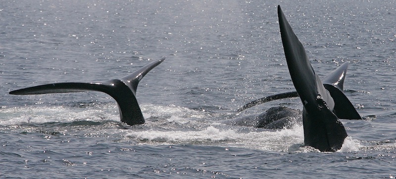 This April 10, 2008 file photograph shows three right whales cresting their tails on the surface near Provincetown, Mass., in Cape Cod Bay. A study off the Massachusetts coast has concluded that increasing amounts of underwater noise, largely from shipping traffic, is surrounding rare right whales in an "acoustic smog," making it harder for them to communicate. (AP Photo/Stephan Savoia)