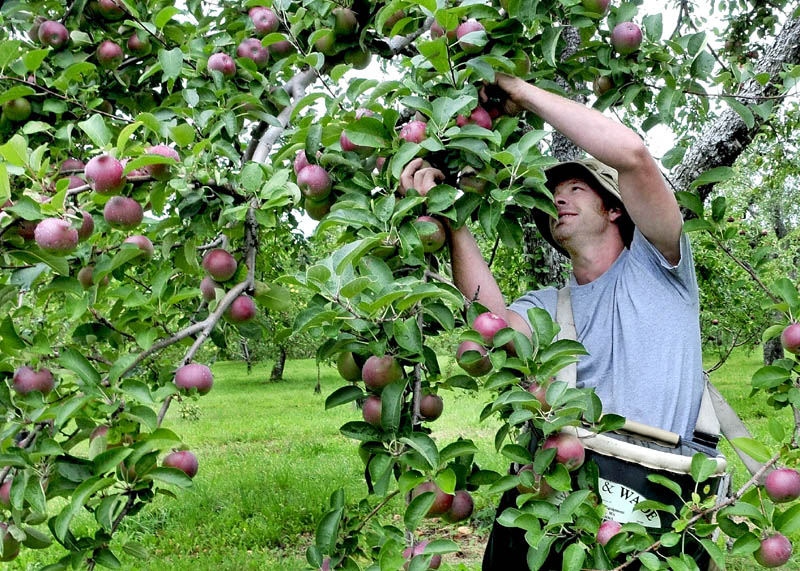 Jason Davis picks apples grown at the Cayford apple orchard on in Skowhegan in 2011. Yield is expected to be down 10 to 20 percent this year due to a frost that followed an early spring.