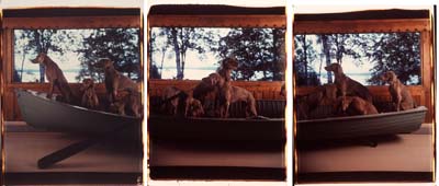 The large-scale Polaroid “Crossing” from William Wegman’s “Hello Nature” at the Bowdoin College Museum of Art.