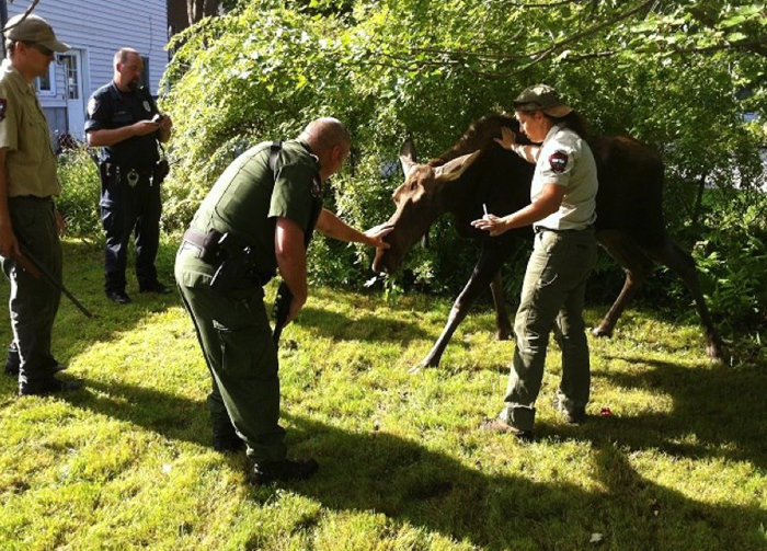 This photo provided by the Westbrook Police Department shows the young cow moose that was tranquilized and captured Wednesday morning in Westbrook.