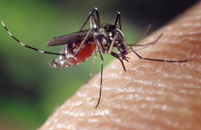 With dry weather, there aren't as many pools of water to serve as mosquito breeding grounds.
