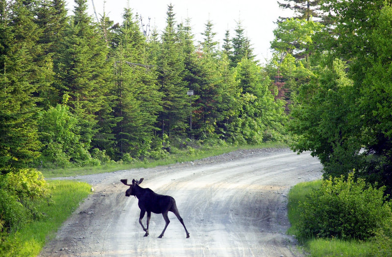 A bull moose crosses a logging road near Kokadjo, Maine. Hunters have bid nearly $9,000 for a chance to bag a moose in New Hampshire.