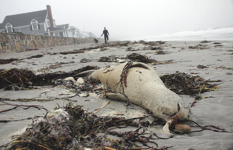 In this September 2011 file photo, one of several dead seals lies along the shore as Kathy Elliot, rear, walks her dog Callie along Jenness State Beach in Rye, N.H. Scientists released a report July 31, 2012 that said dead seals found along the New England coast had suffered from a new strain of avian influenza "H3N8," which can jump from birds to marine mammals. (AP Photo/Portsmouth Herald, Rich Beauchesne)