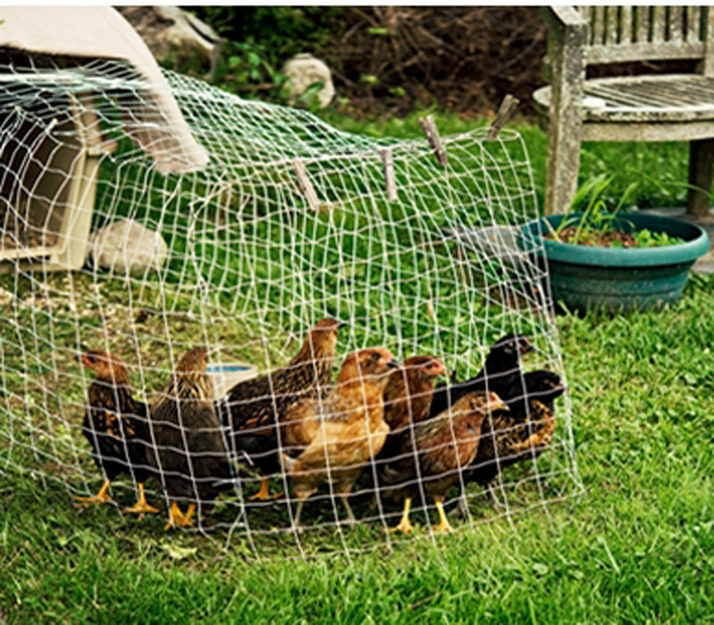 At Katy Gannon-Janelle’s backyard garden in Falmouth, you can see her flock of chickens, protected from predators by enclosed fencing.