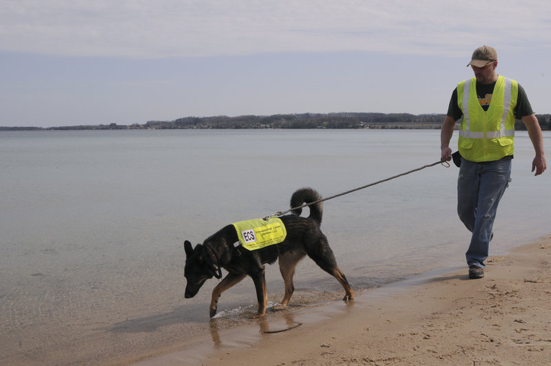 Sable, a German shepherd mix, and handler Scott Reynolds check a beach for septic seepage in Suttons Bay, Mich. Sable is coming to Maine for more detective work.