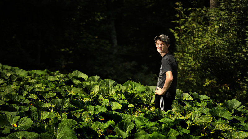 Lucas Dion hopes his giant pumpkin plant, seen here in his Waterboro backyard, will produce a prizewinner.