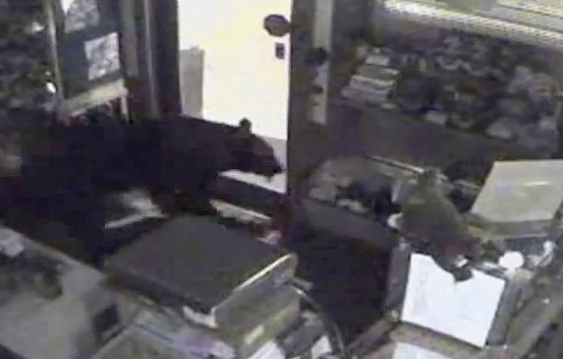 This image taken from surveillance video shows a black bear leaving the Rocky Mountain Chocolate Factory store in Estes Park, Colo., on July 25.