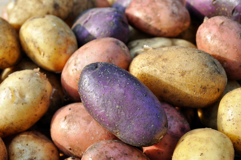 The United States Potato Genebank has thousands of potato varieties from all over the world. Researchers there work to make potatoes more frost- and pest-resistant.