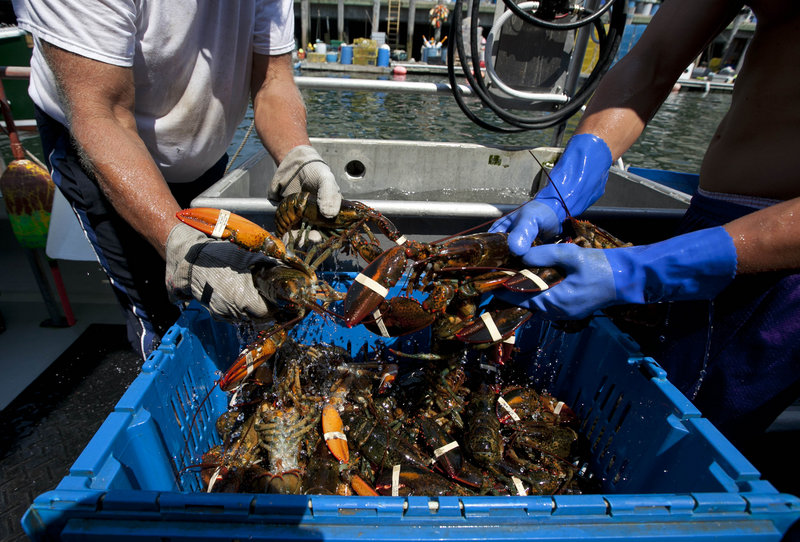 Lobsters are unloaded from a fishing boat in Portland last week.