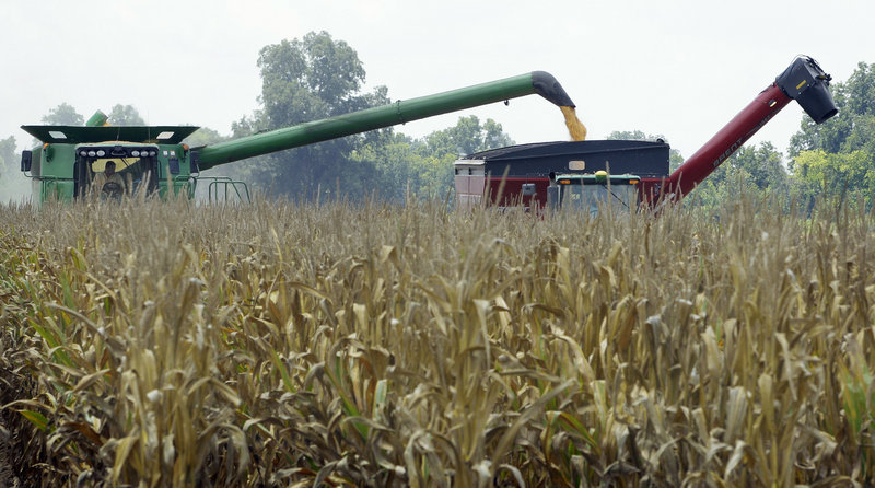 Harvested corn is dumped from a combine into a hopper near Altheimer, Ark. Farmers credit advances in seed technology that have produced hardier, more drought-tolerant corn for any harvest at all, following weeks of 105-degree temperature.